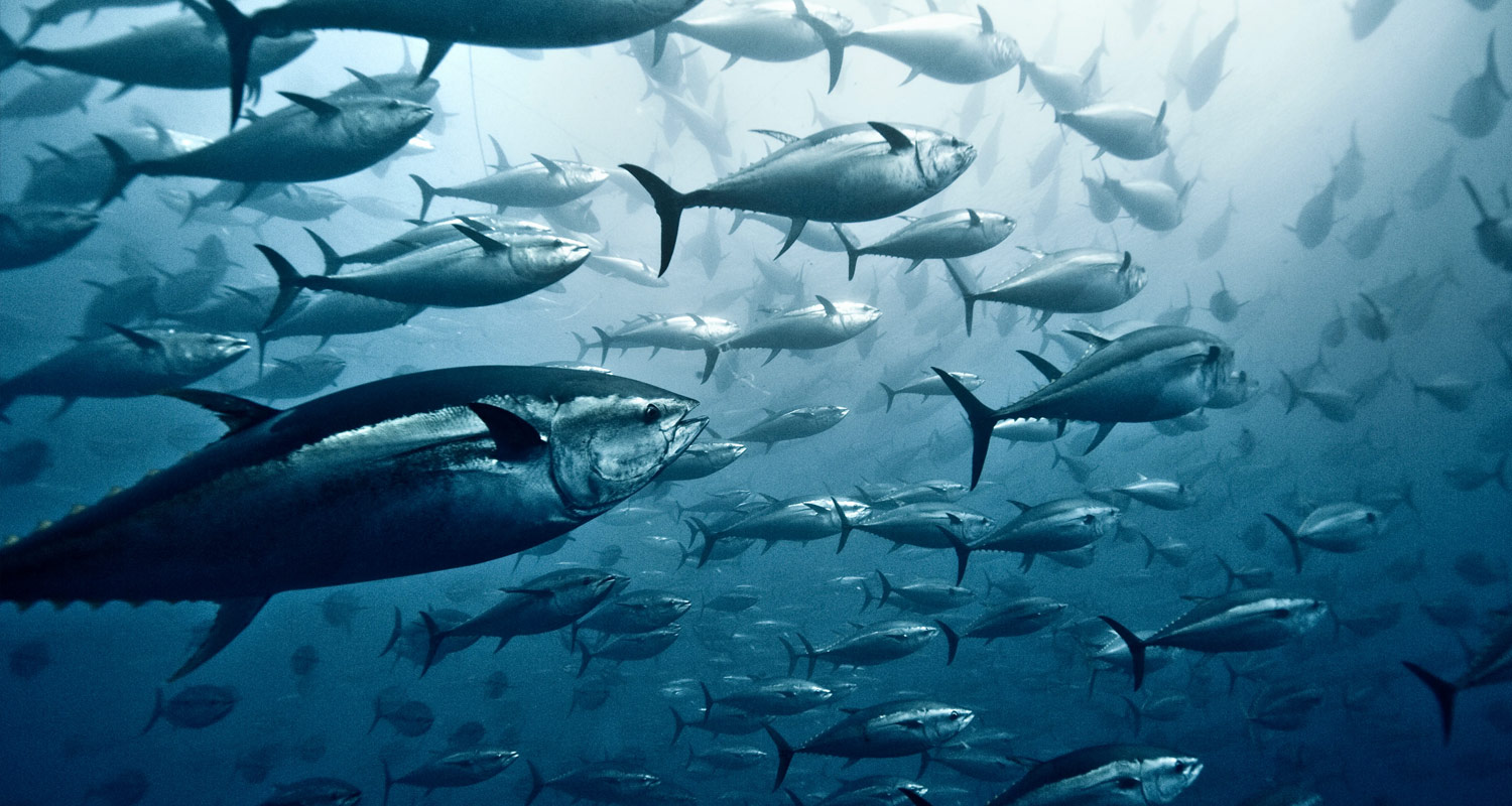 Tuna and shrimp exports from Ecuador
